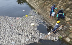 Cá chết trắng hàng tấn trên hồ Hòa Phú, Đà Nẵng