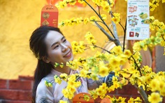 Đường hoa mai, phố ông đồ hút khách ở Lễ hội Tết Việt