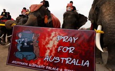 Voi Thái Lan buồn bã im lặng tưởng niệm động vật chết trong cháy rừng Úc