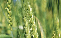 Nước đầu tiên trên thế giới cấp phép sản xuất và tiêu thụ lúa mì biến đổi gen