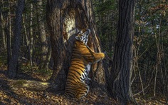Hổ Siberia ôm cây đoạt giải ảnh động vật hoang dã năm 2020