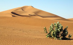 Kỳ lạ khi phát hiện có 1,8 tỉ cây xanh ở 'vùng đất chết' Sahara
