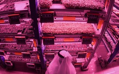 Dubai trồng rau, nuôi bò sữa, cá hồi giữa vùng sa mạc đầy nắng gió