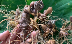 Sâm Ngọc Linh vùng Nam Trà My,  Quảng Nam 'báu vật cho sức khỏe'