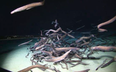 Đàn cá chình hơn trăm con ăn mồi dưới đáy sâu 3.000m
