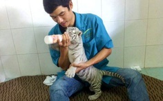 Chuyện lạ chúa sơn lâm giữa thành phố: Xe duyên thằng Xám, con Mi, Lem, Luốc...