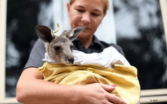 Hơn 100 loài động vật bản địa cần hỗ trợ khẩn cấp sau cháy rừng ở Australia