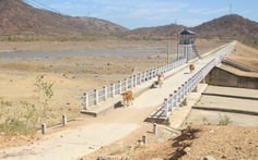 Gia súc ở Ninh Thuận bị đe dọa do thiếu nước trong nắng hạn kéo dài
