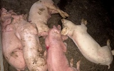 Hàng trăm lợn giống vừa mua đã lăn ra chết