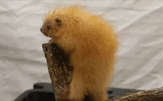 Voi, hổ... được đặt tên Covid, Cách ly, Hi vọng