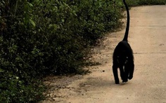 Chắc biết mình quý hiếm, đàn voọc gáy trắng rượt đuổi cắn người đi đường