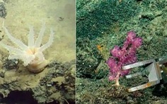 Phát hiện 30 loài mới dưới biển sâu
