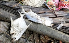 Cá bè Long Sơn chết 'lai rai' chưa rõ nguyên nhân, người nuôi thiệt hại tiền tỉ