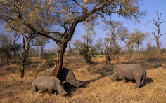 Hàng trăm tê giác được cứu khỏi bọn săn trộm nhờ các biện pháp phong tỏa