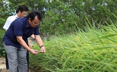 Chủ tịch Bạc Liêu gặp ông Hồ Quang Cua bàn hợp tác trồng lúa ST