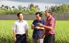 Gạo Việt đừng mải mê sản lượng