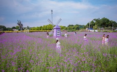 Cánh đồng hoa oải hương thảo đầu tiên tại Hà Nội hút hồn du khách
