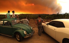 Cháy rừng lịch sử làm đổi hương vị nho California