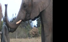 Lần đầu phát hiện voi cũng ngáp