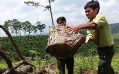 Lâm Đồng: Toàn bộ lãnh đạo một hạt kiểm lâm bị điều chuyển để điều tra phá rừng