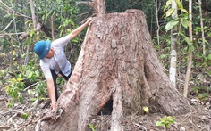 Bị bắt, lâm tặc khai ra vị trí phá rừng khác, cán bộ mới biết