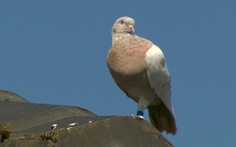 Australia 'đau đầu' với chú chim bồ câu bay lạc từ Mỹ​