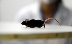 Nghiên cứu mới giúp chuột bị liệt đi lại được, mở ra hi vọng cho người