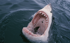 Nghiên cứu của Úc: Cá mập cắn người do nhầm với hải cẩu, sư tử biển