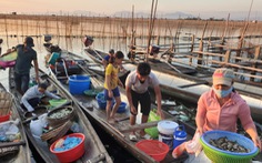 Sợ truông Nhà Hồ sợ phá Tam Giang - Kỳ 4: Tôm cá Tam Giang ăn một lần nhớ mãi