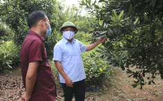 Lạng Sơn: Hiệu quả kinh tế từ trồng cây mắc ca