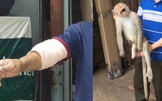 Khỉ cụt 1 bàn chân bất ngờ xuất hiện cắn người ở quận 12, TP.HCM