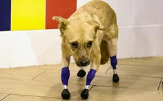 Ca phẫu thuật tốn kém và phức tạp để gắn 4 chân giả cho cô chó nhỏ ở Nga