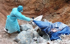 Quảng Nam phát hiện ổ dịch cúm A (H5N8) đầu tiên, tiêu hủy 700 con gà