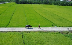 Những chú trâu vui vẻ, thơm tho đón khách ở Hội An