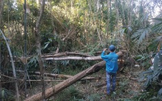 Đề xuất lắp camera để giám sát rừng, phòng ngừa lâm tặc