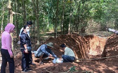 138 con heo chết bị lén 'đắp mộ' dài 20m trong rừng cao su
