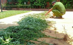 Người phụ nữ trồng cần sa trong vườn để chữa bệnh mất ngủ