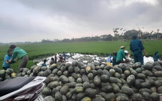 Xe chở 29 tấn dưa hấu lật đổ xuống ruộng, người dân chung tay ‘giải cứu’