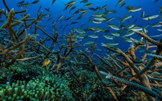 Gia tăng cuộc 'di tản' của các loài sinh vật biển vùng xích đạo