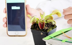 Singapore chế tạo robot thực vật có thể nhặt được những vật thể mỏng