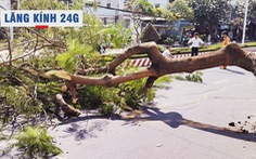 Lăng kính 24g: Cảnh báo tai nạn từ cây xanh trong mùa mưa bão