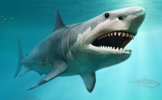 Nghiên cứu đầu tiên chứng minh cá mập cảm nhận từ trường để định hướng