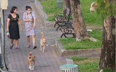 Né miệng chó dữ