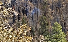 Cây cổ thụ ở Mỹ vẫn bốc khói âm ỉ sau gần 1 năm cháy rừng