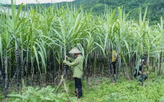 5 quốc gia bị Việt Nam điều tra lẩn tránh thuế sản phẩm đường mía