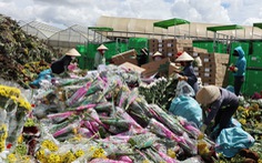 Vì sao hàng trăm tấn hoa Đà Lạt xuất khẩu phải tiêu hủy?