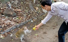 Vũng Tàu tiếp tế trái cây cho khỉ để dụ chúng về lại núi