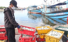 Đóng cửa cảng cá lớn nhất miền Trung, Đà Nẵng vẫn còn hơn 200 tấn thủy sản chờ tiêu thụ