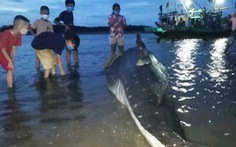 Dân đưa xác cá hơn 1 tấn dạt vào lạch biển Nghệ An đi chôn