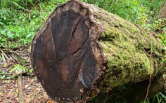Gỗ quý bị triệt hạ trong rừng nguyên sinh ở Lâm Đồng